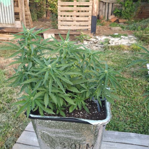 Green Poison auto  growlog timeline photo