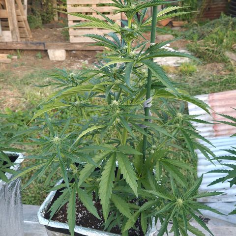 Green Poison auto  growlog timeline photo
