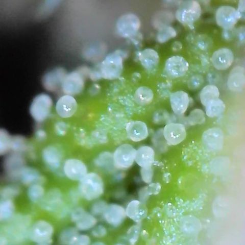 Green Poison auto  growlog timeline photo