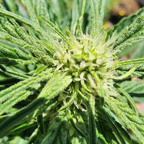 Green Poison auto  growlog timeline photo