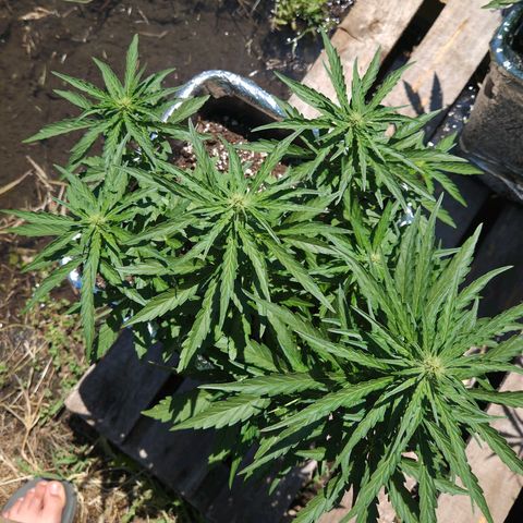 Green Poison auto  growlog timeline photo