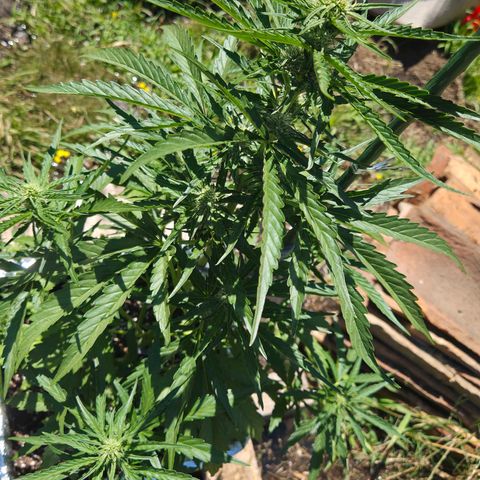 Green Poison auto  growlog timeline photo