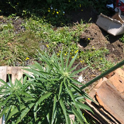 Green Poison auto  growlog timeline photo