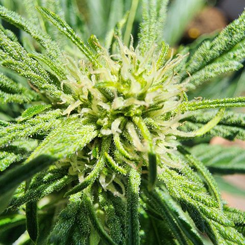 Green Poison auto  growlog timeline photo