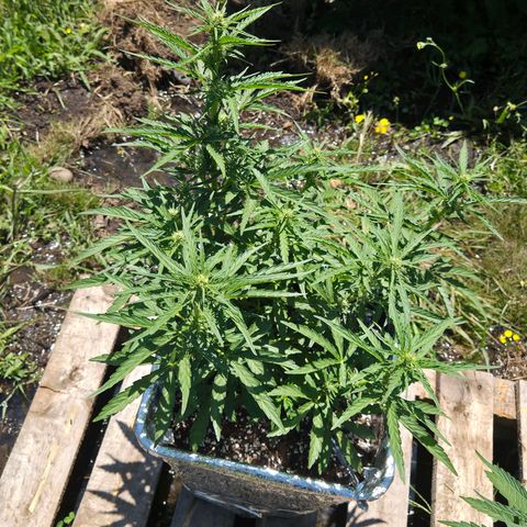 Green Poison auto  growlog timeline photo