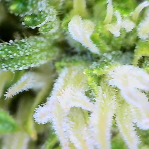 Green Poison auto  growlog timeline photo
