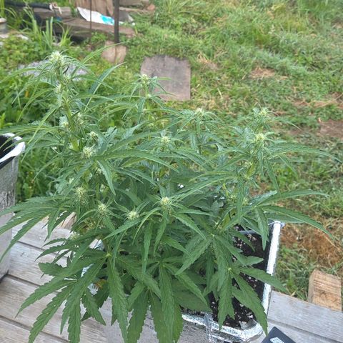 Green Poison auto  growlog timeline photo
