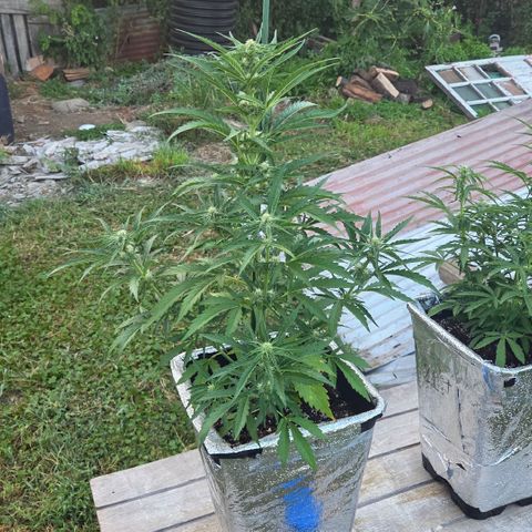 Green Poison auto  growlog timeline photo