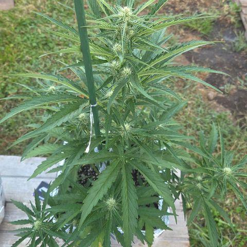 Green Poison auto  growlog timeline photo