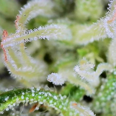 Green Poison auto  growlog timeline photo