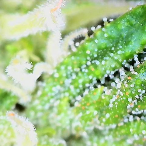 Green Poison auto  growlog timeline photo