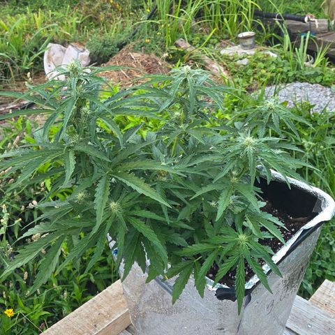Green Poison auto  growlog timeline photo