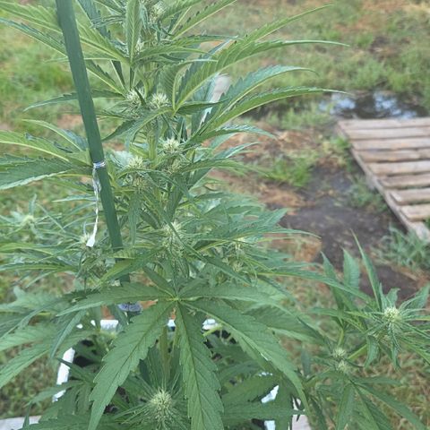 Green Poison auto  growlog timeline photo