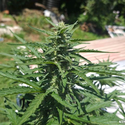 Green Poison auto  growlog timeline photo