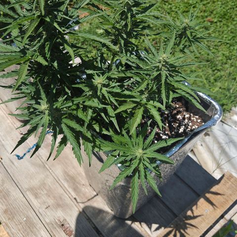 Green Poison auto  growlog timeline photo