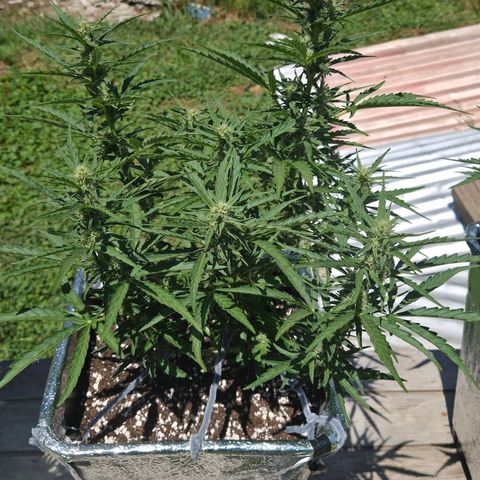Green Poison auto  growlog timeline photo
