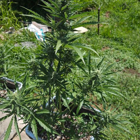 Green Poison auto  growlog timeline photo