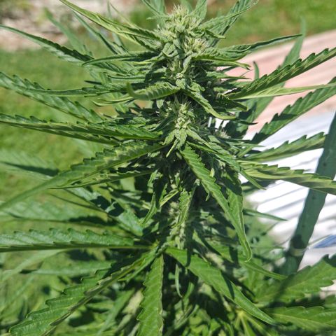 Green Poison auto  growlog timeline photo