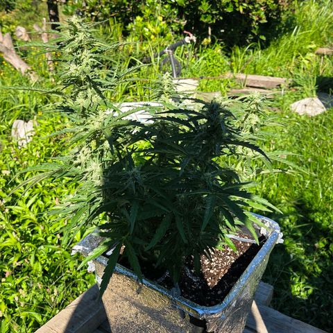 Green Poison auto  growlog timeline photo