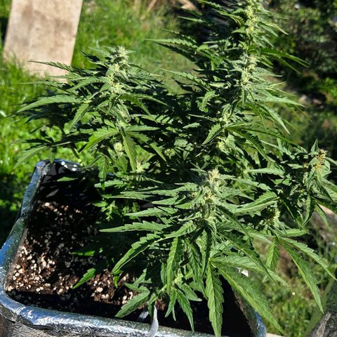Green Poison auto  growlog timeline photo
