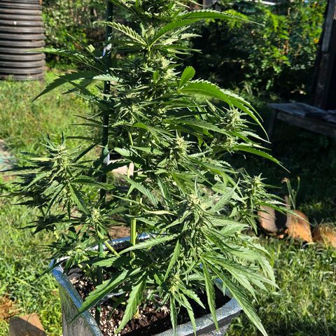 Green Poison auto  growlog timeline photo