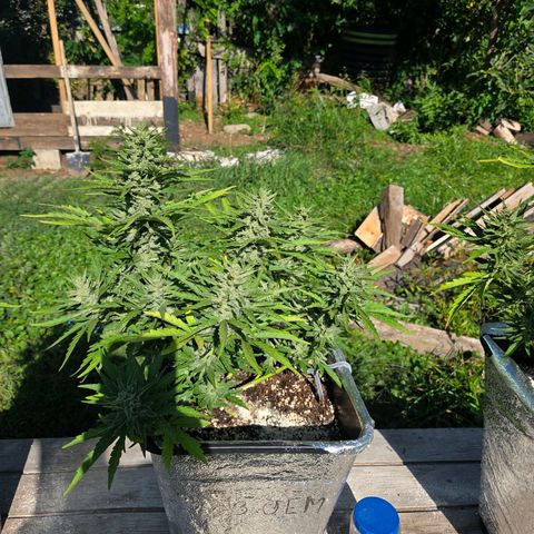 Green Poison auto  growlog photo: Dia 67
