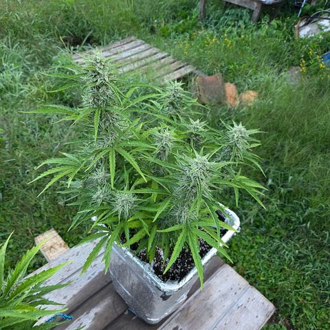 Green Poison auto  growlog photo: Dia 67