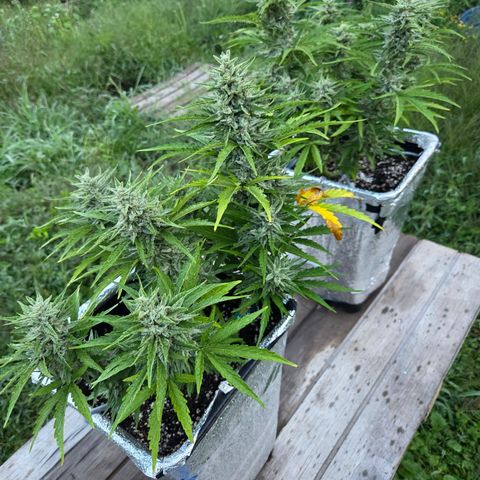 Green Poison auto  growlog photo: Dia 67