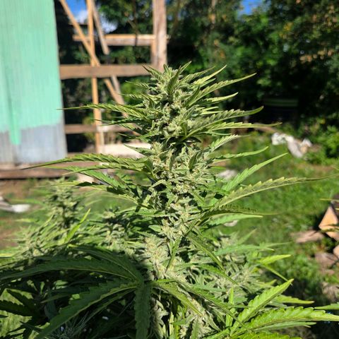 Green Poison auto  growlog photo: Dia 67