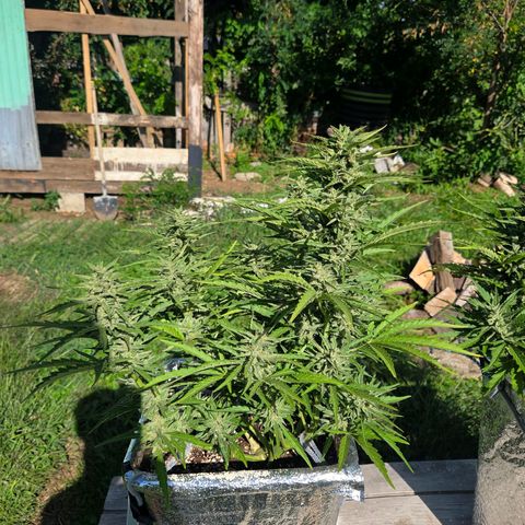 Green Poison auto  growlog photo: Dia 67