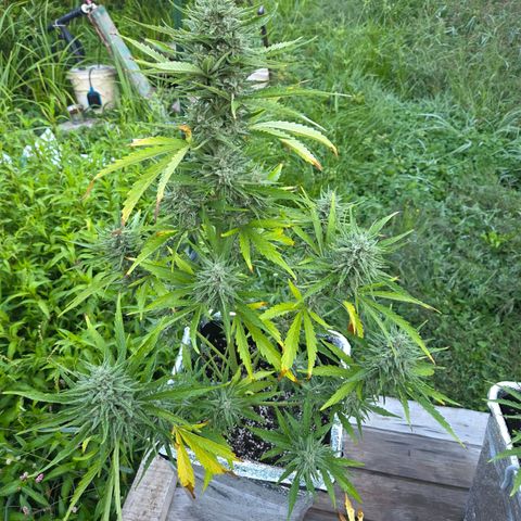 Green Poison auto  growlog photo: Dia 67