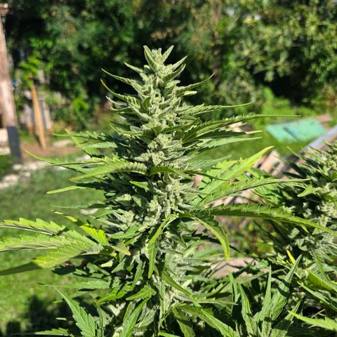 Green Poison auto  growlog photo: Dia 67