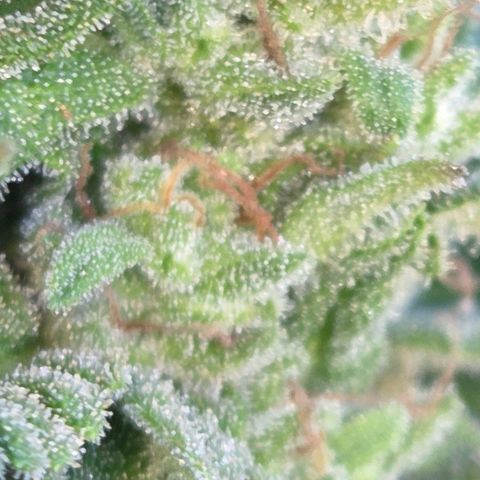 Green Poison auto  growlog photo: Dia 67