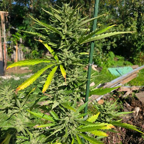Green Poison auto  growlog photo: Dia 67