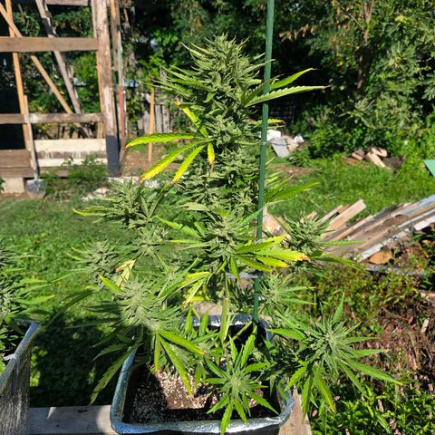 Green Poison auto  growlog photo: Dia 67