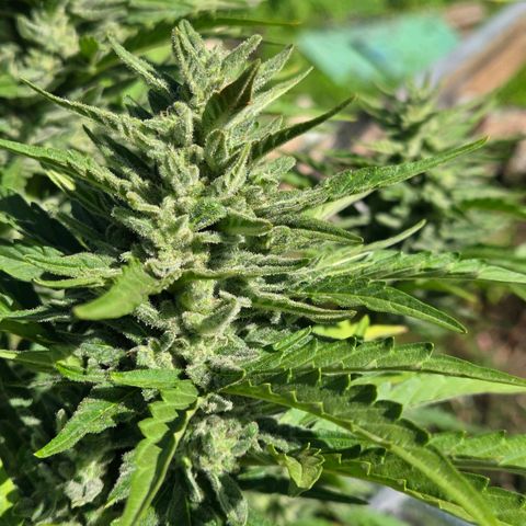 Green Poison auto  growlog photo: Dia 67