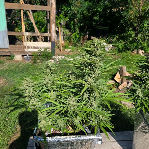 Green Poison auto  growlog photo: Dia 67