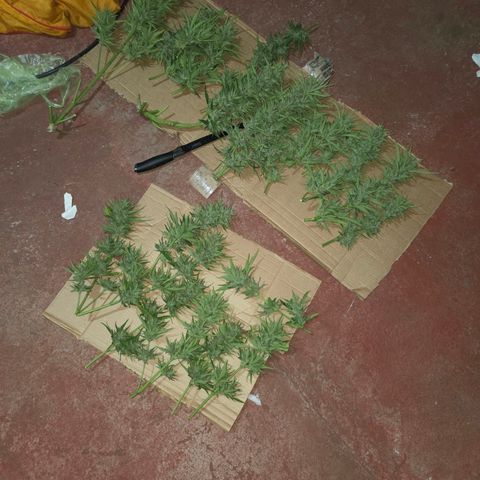 Green Poison auto  growlog photo: Día de cosecha, no tengo gramera, así que no sé cuánto coseché. Increíble experiencia para ser la primera vez.