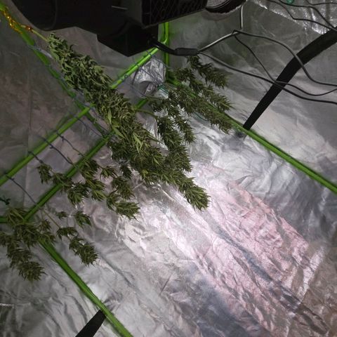 Green Poison auto  growlog photo: Día de cosecha, no tengo gramera, así que no sé cuánto coseché. Increíble experiencia para ser la primera vez.