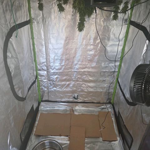 Green Poison auto  growlog photo: Día de cosecha, no tengo gramera, así que no sé cuánto coseché. Increíble experiencia para ser la primera vez.