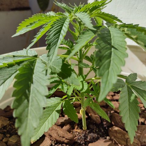 Lilly OG growlog timeline photo