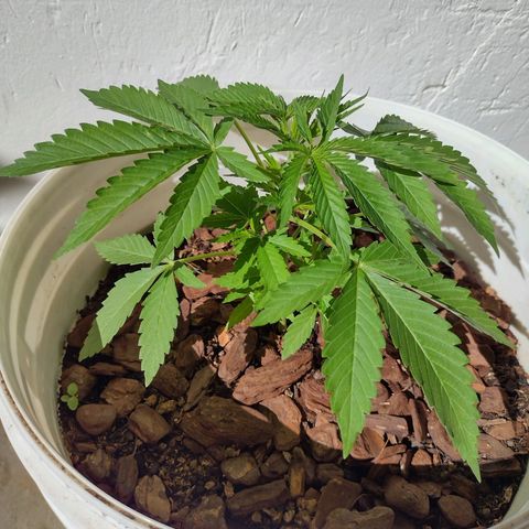 Lilly OG growlog timeline photo