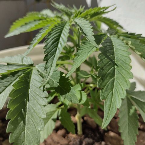 Lilly OG growlog timeline photo