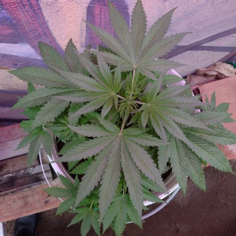 Lilly OG growlog timeline photo