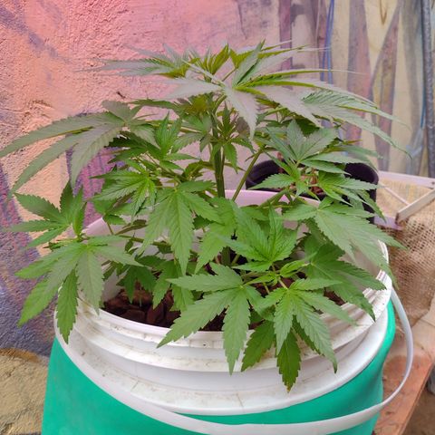 Lilly OG growlog timeline photo