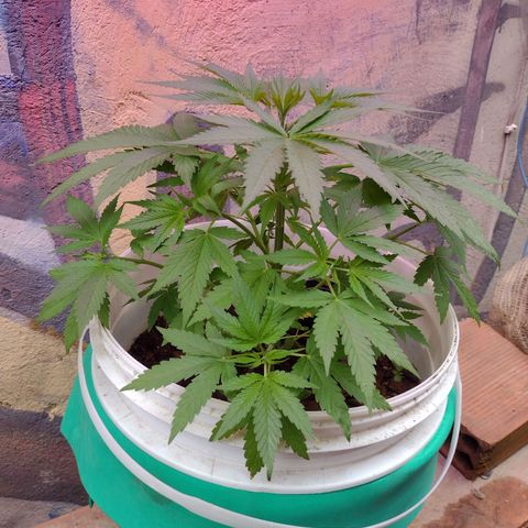 Lilly OG growlog timeline photo