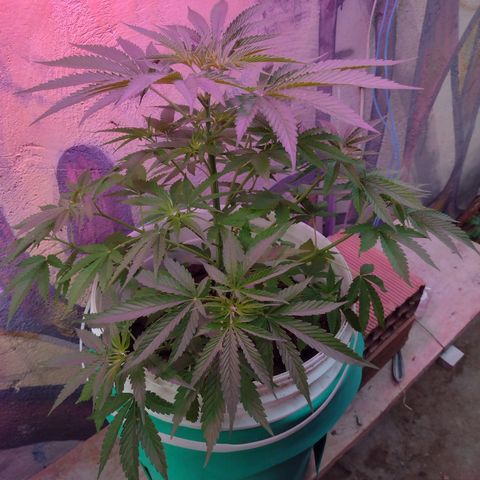 Lilly OG growlog timeline photo