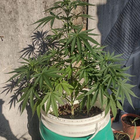 Lilly OG growlog timeline photo