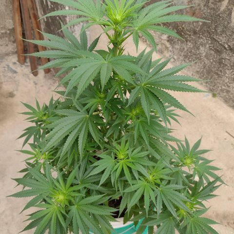 Lilly OG growlog timeline photo
