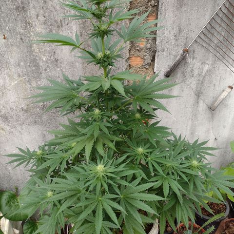 Lilly OG growlog timeline photo